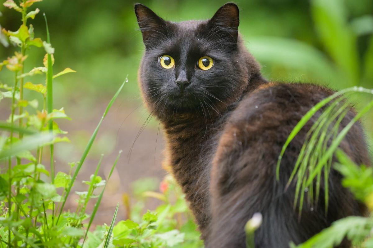czarne koty rudzieją