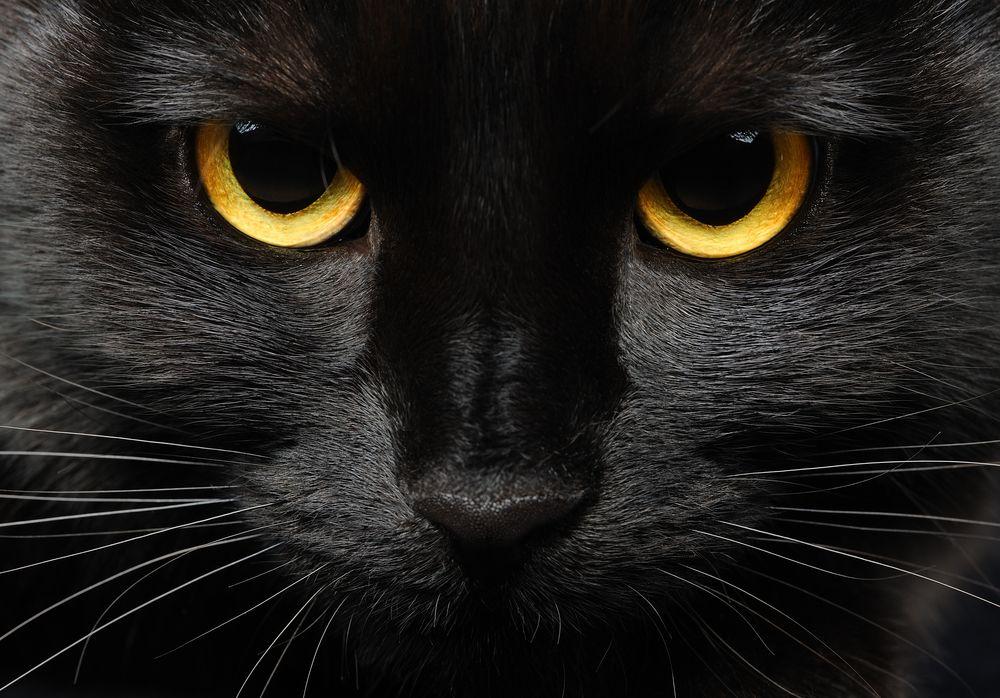 czarny kot 
