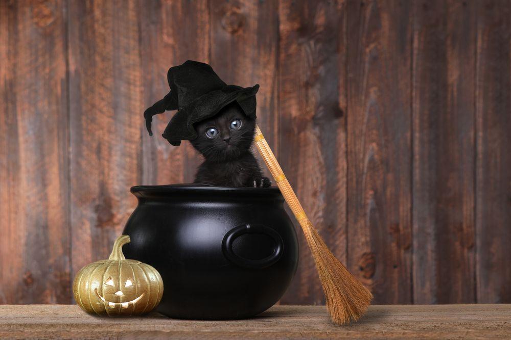 czarny kot czarownicy
