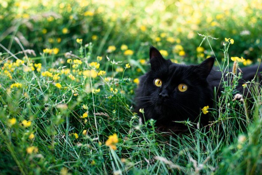 czarny kot leży na łące.jpg