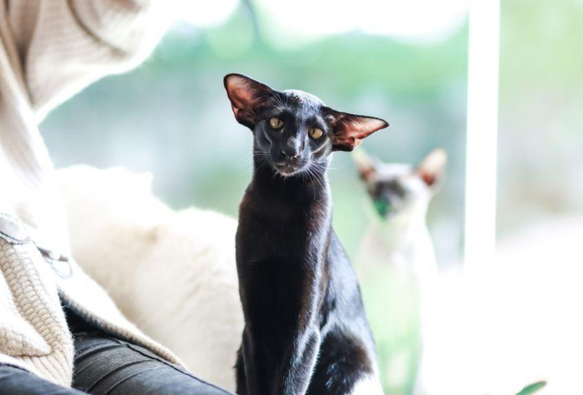 czarny kot orientalny krótkowłosy