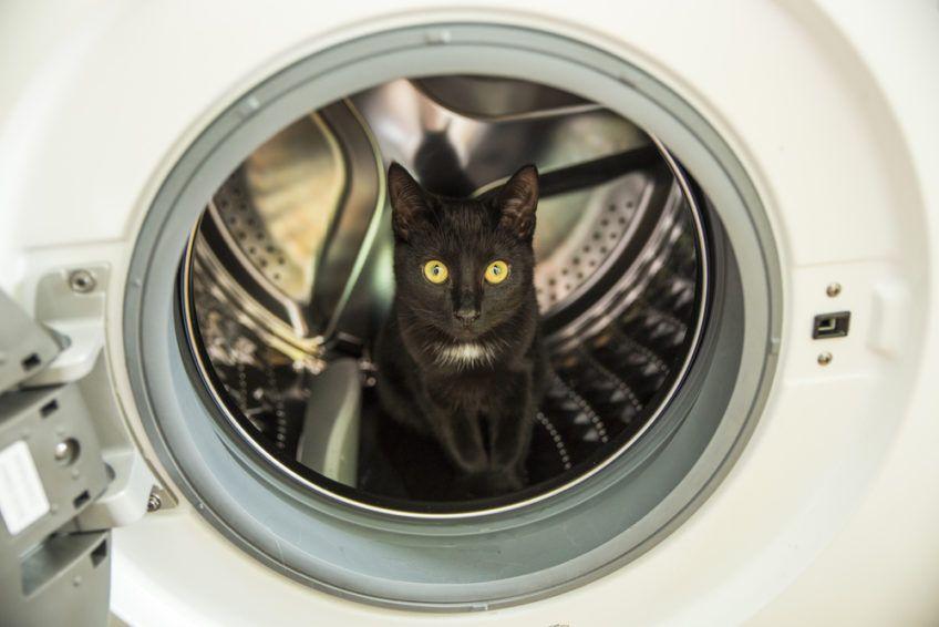 kot w pralce