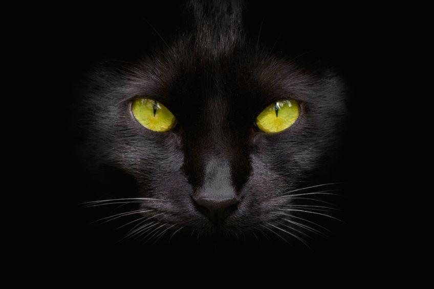 czarny kot z cytrynowymi oczami patrzy w kamerę.jpg