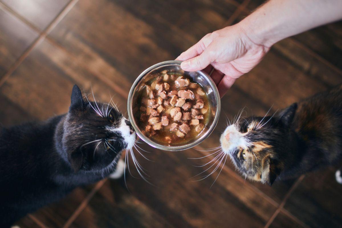 czy koty mogą jeść z jednej miski