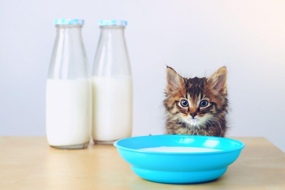 czy koty mogą pic mleko