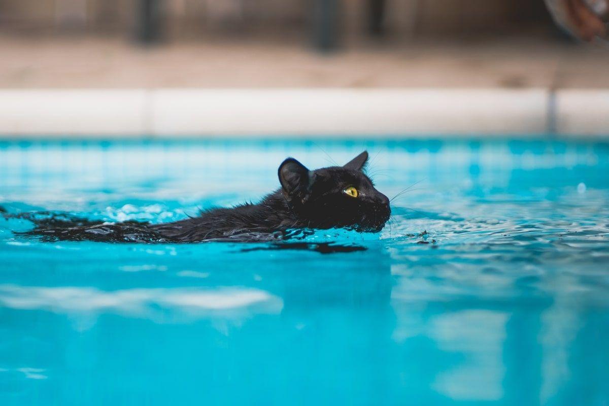 czy koty potrafią pływać