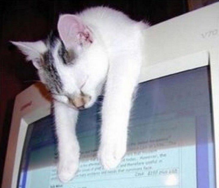 kot śpi na monitorze