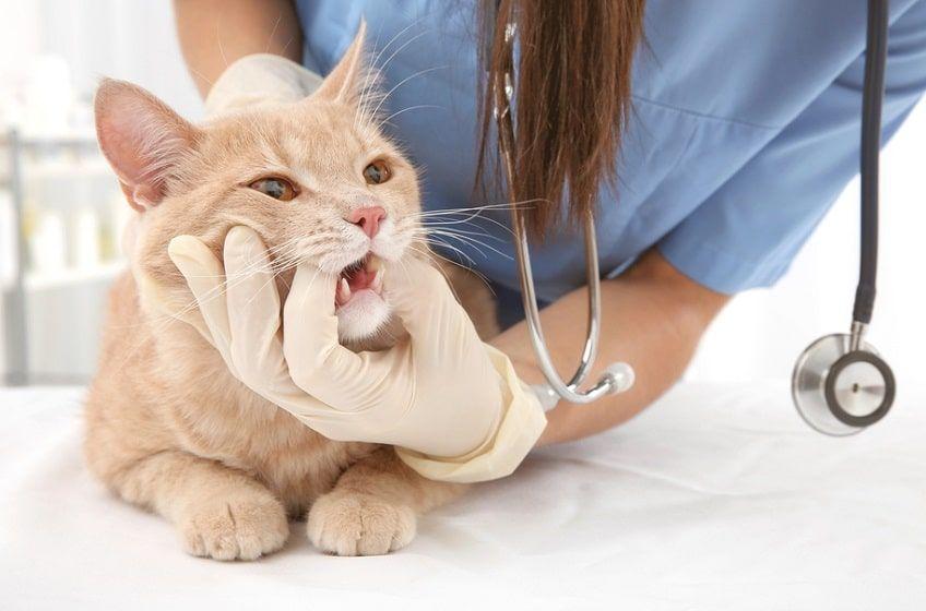 diagnostyka chorób zębów u kota-min.jpg