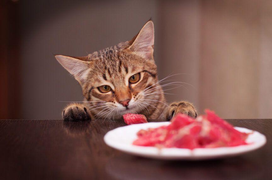 dieta surowa dla kota