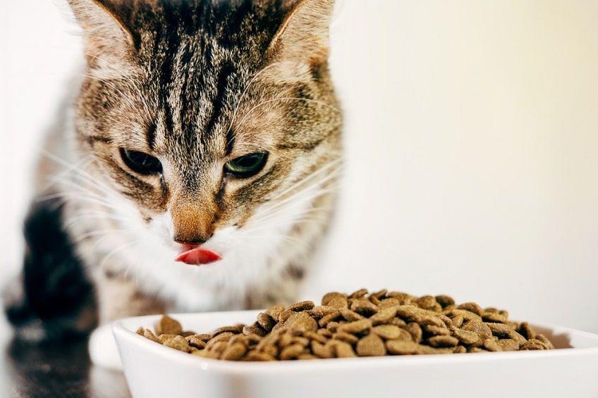 dieta wątrobowa dla kota(1)-min.jpg