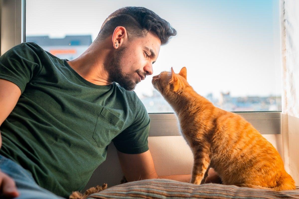 dlaczego kot dotyka nosem twojego nosa