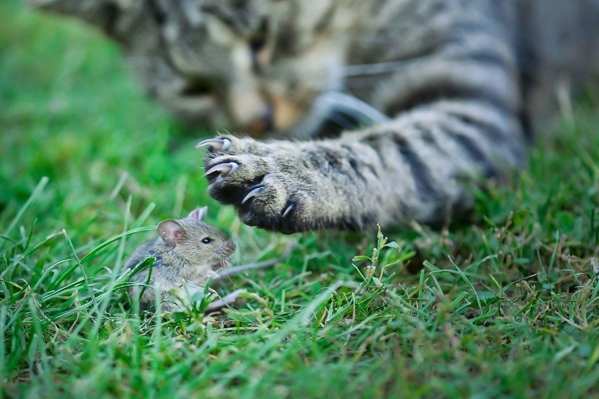 dlaczego-kot-meczy-myszy