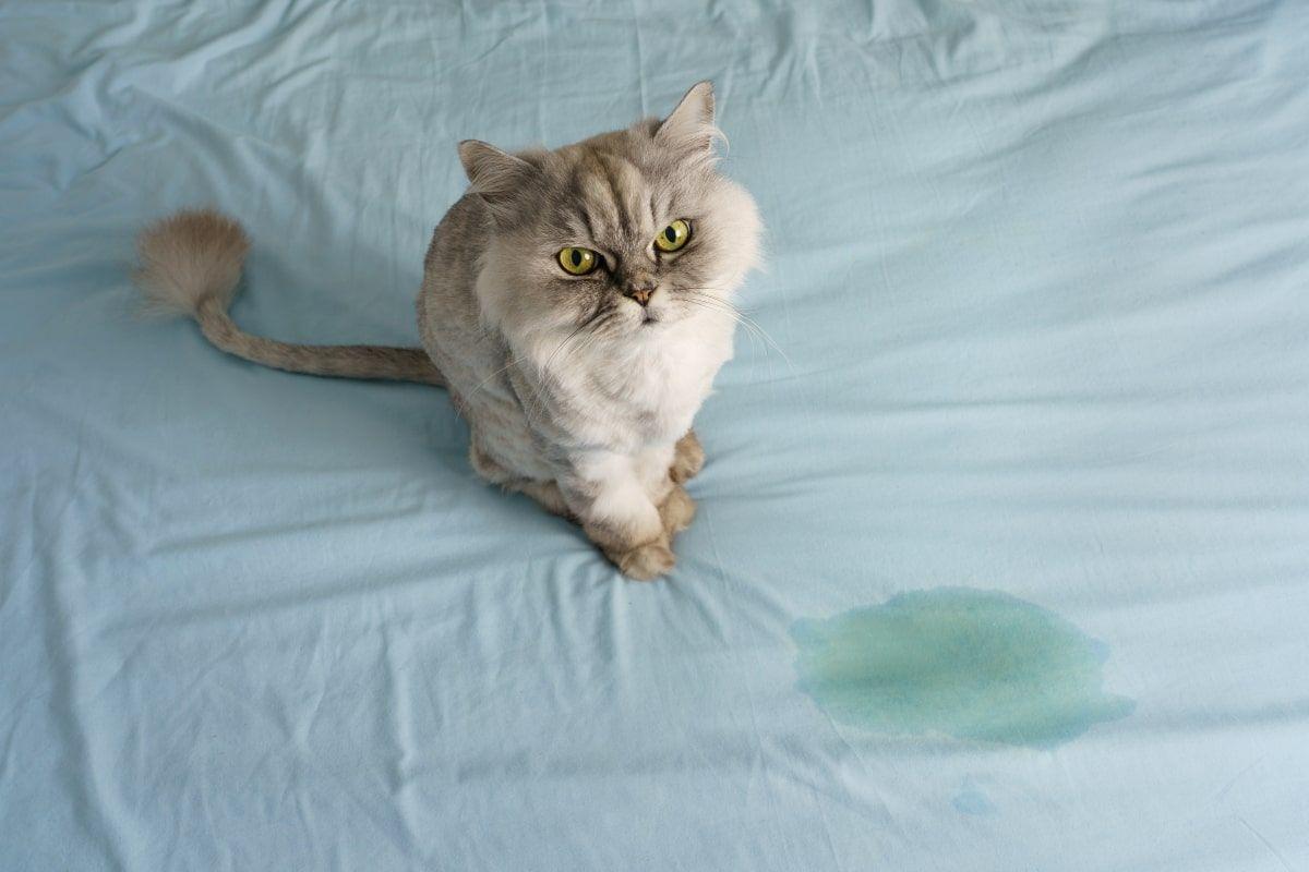 dlaczego kot sika na łóżko