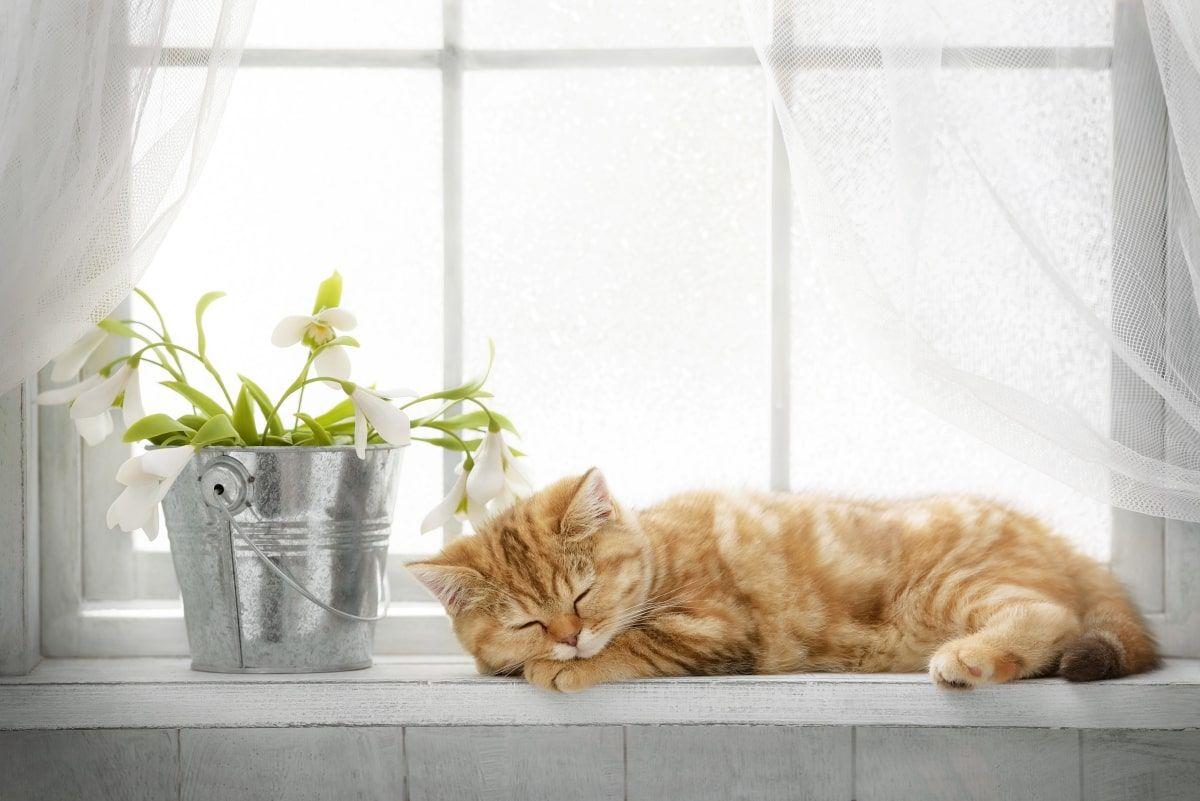 dlaczego kot zmienia miejsca do spania