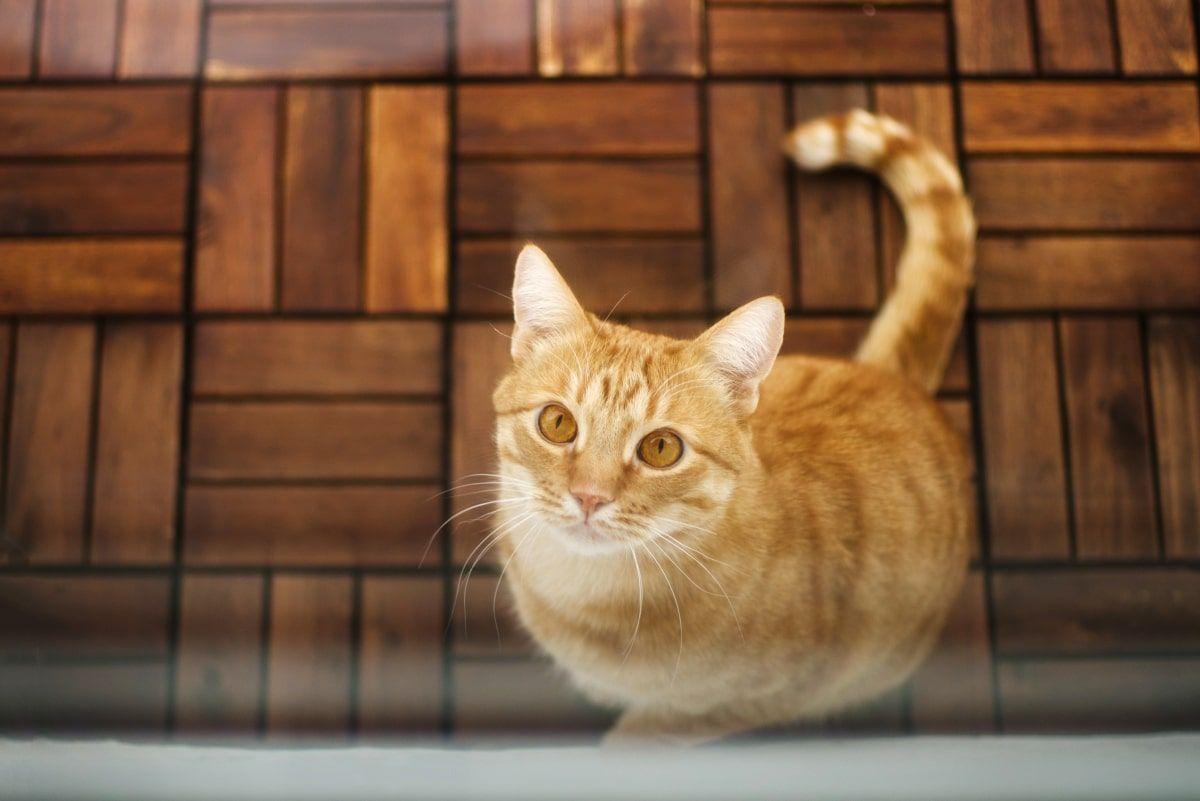 dlaczego koty chodzą do innych domów