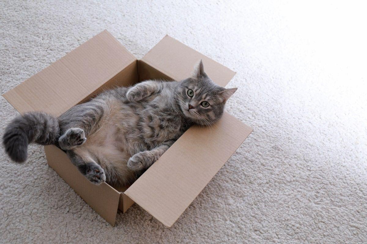 dlaczego koty kochają pudełka