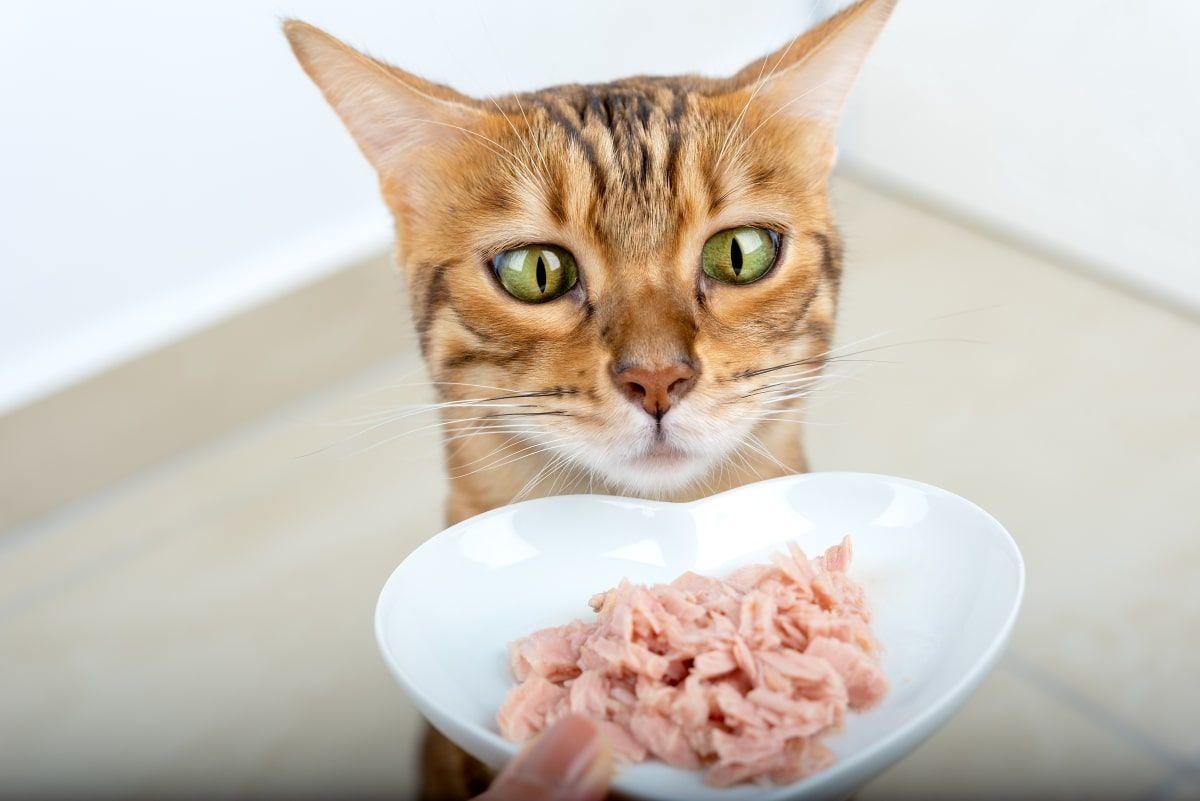 dlaczego koty kochają tuńczyka