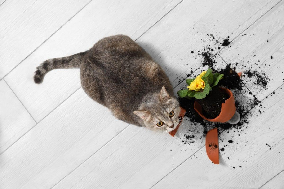 dlaczego koty zrzucają rzeczy ze stołu