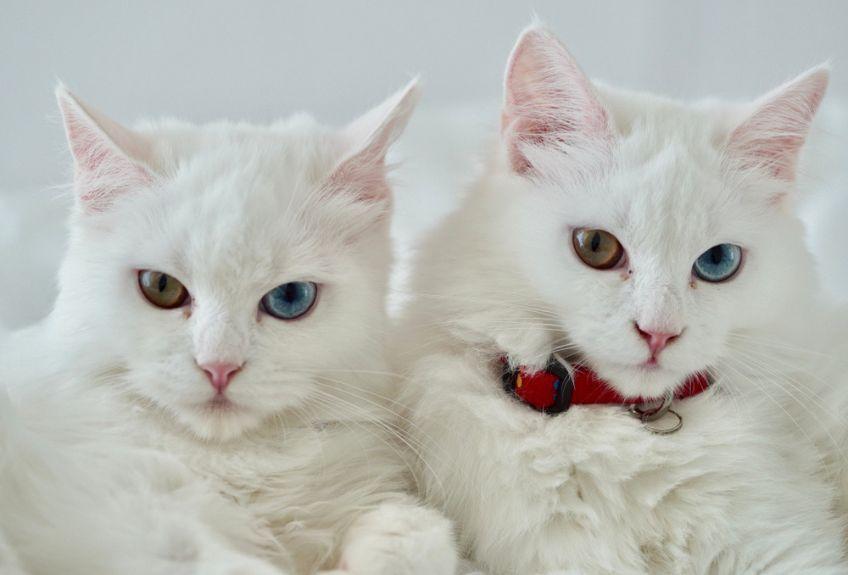 dwa koty rasy angora turecka