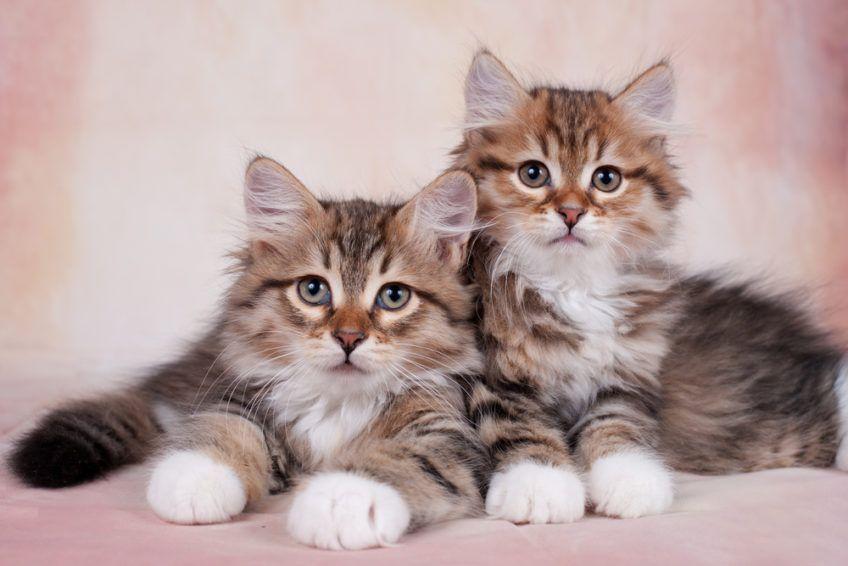 dwa małe kotki syberyjskie
