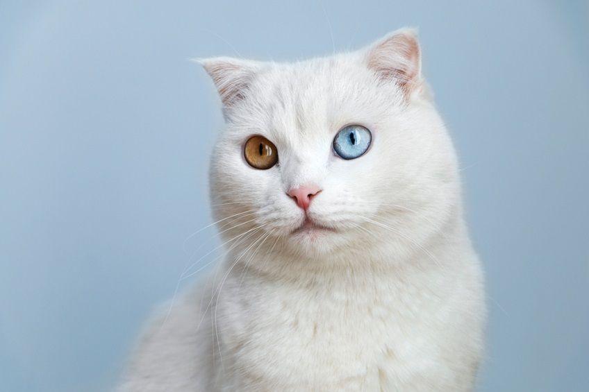 kot z dwukolorowymi oczami