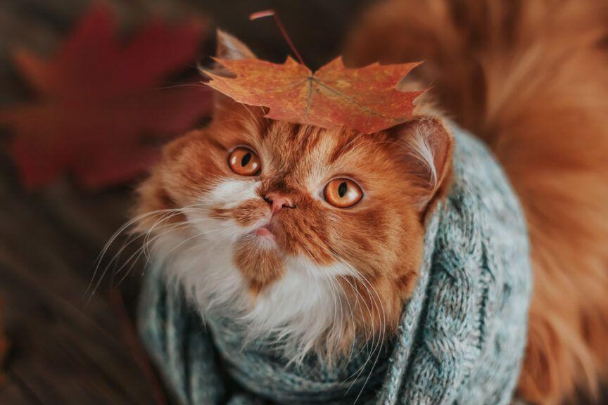 kot w szaliku i z liściem na głowie, jesień z kotem, sponsor