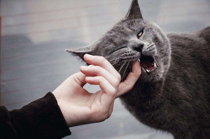 Zapalenie dziąseł u kota to podstępna choroba, która często uchodzi uwadze opiekunów mruczków. Objawy mogą być poczoątkowo niewidoczne.