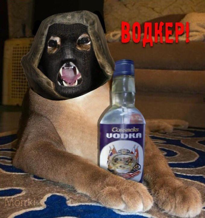 Cossacks UODRA Morki Liquid Bottle Dog Carnivore Dog breed Fawn Fluid Gas