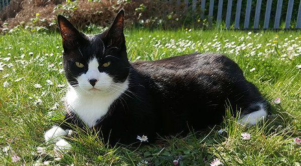 czarno-biały kot na trawie