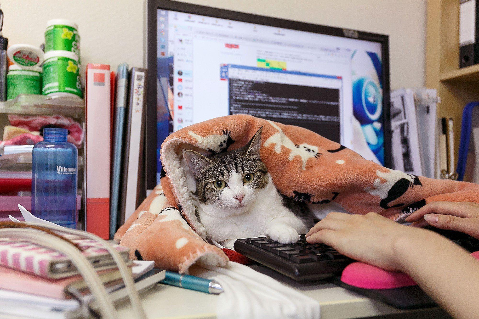kot w kocu leży na biurku obok komputera"