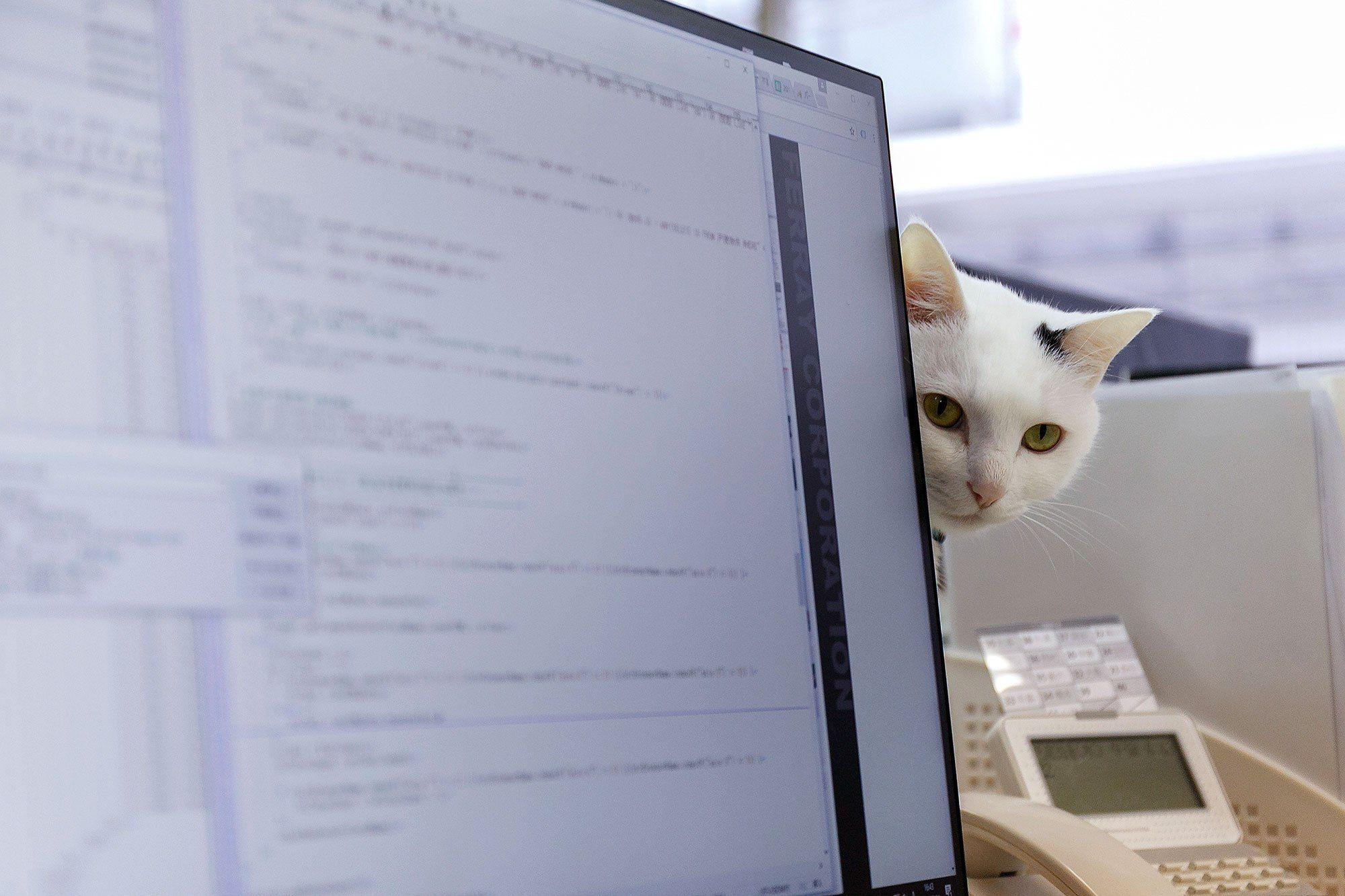 kot skrywa się za monitorem"