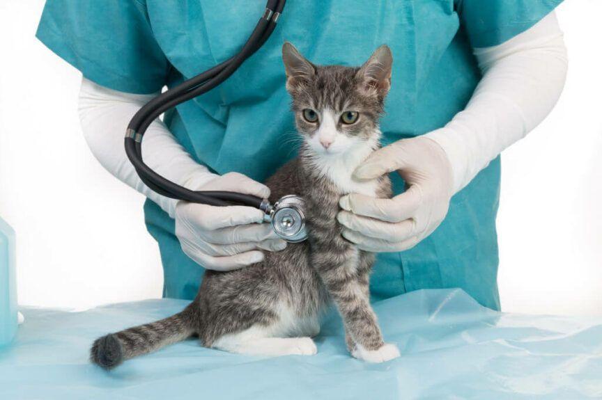 biegunka u małego kotka