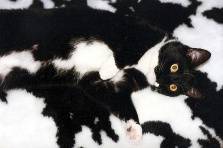 funny-camouflaged-cats-10.jpg