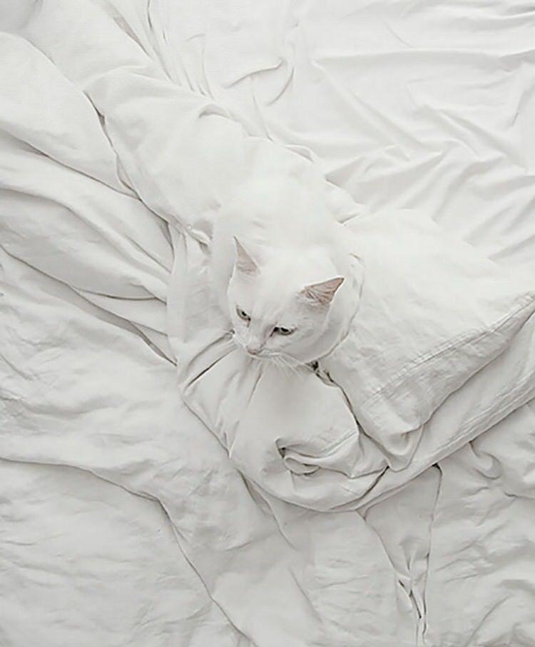 funny-camouflaged-cats-11.jpg