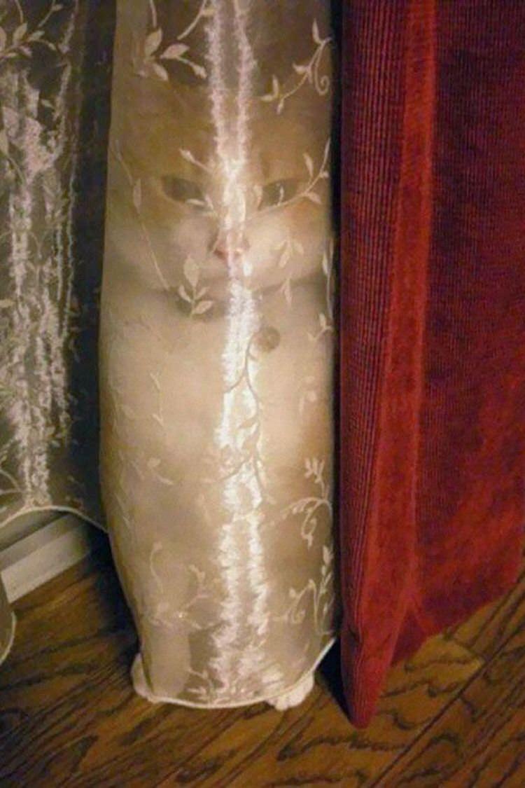 funny-camouflaged-cats-16.jpg