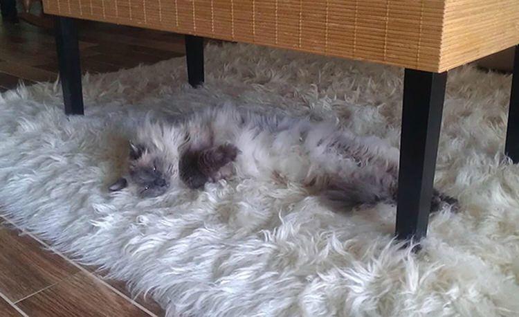 funny-camouflaged-cats-17.jpg