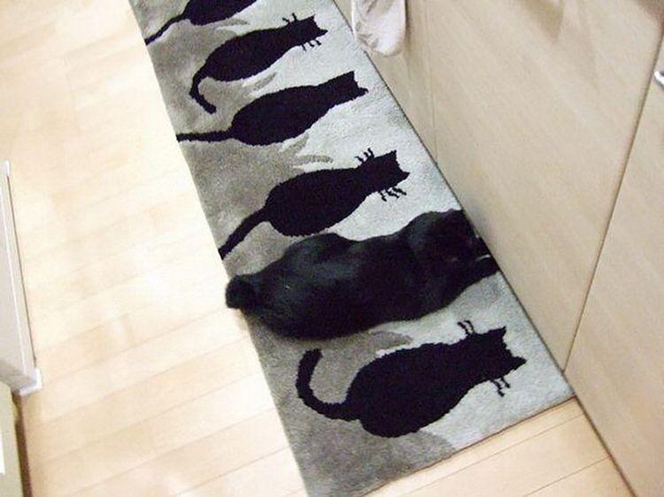 funny-camouflaged-cats-20.jpg