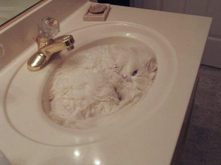 funny-camouflaged-cats-23.jpg
