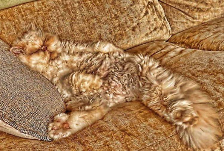 funny-camouflaged-cats-25.jpg