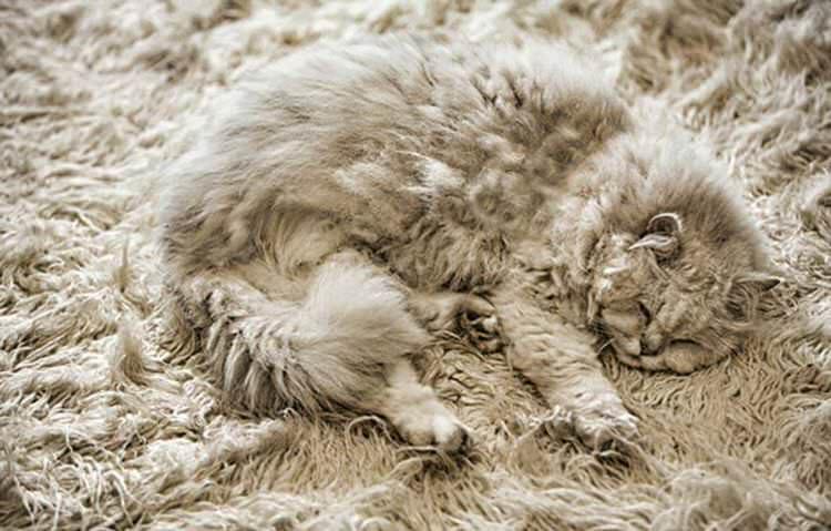 funny-camouflaged-cats-27.jpg