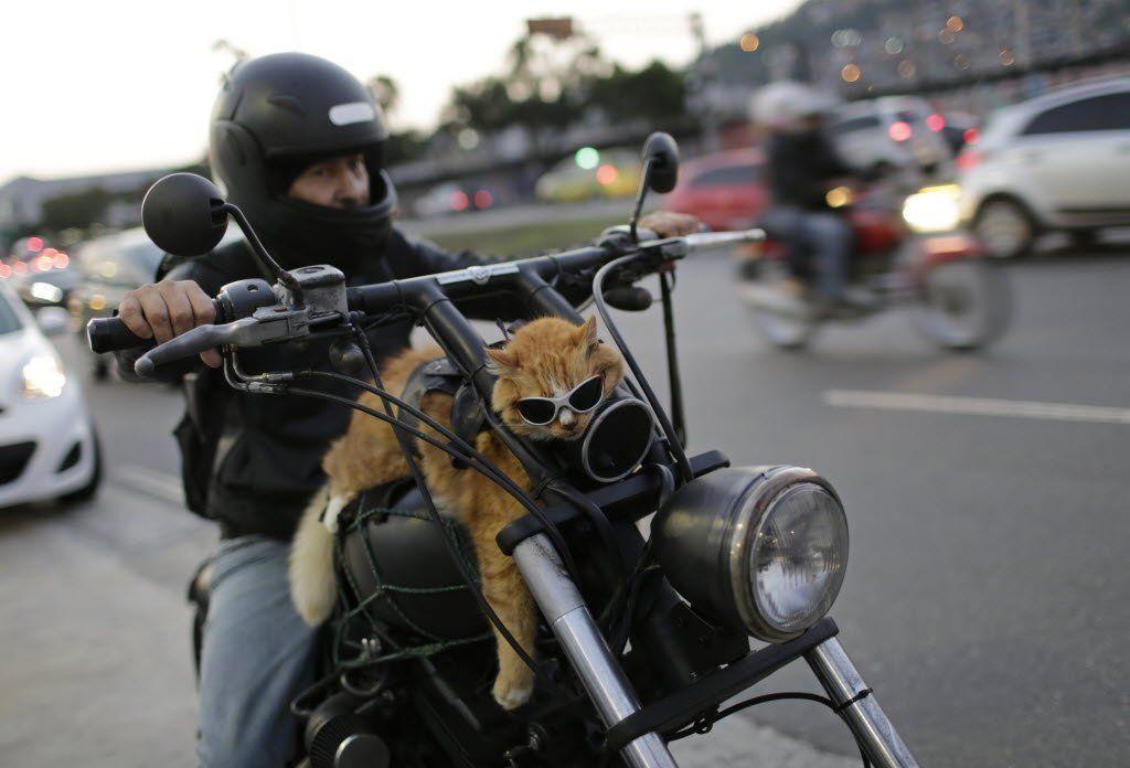 brazylijski Garfield kot na motorze