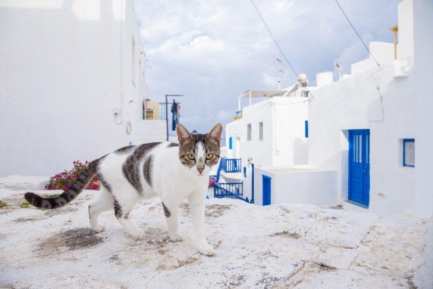 kot w grecji