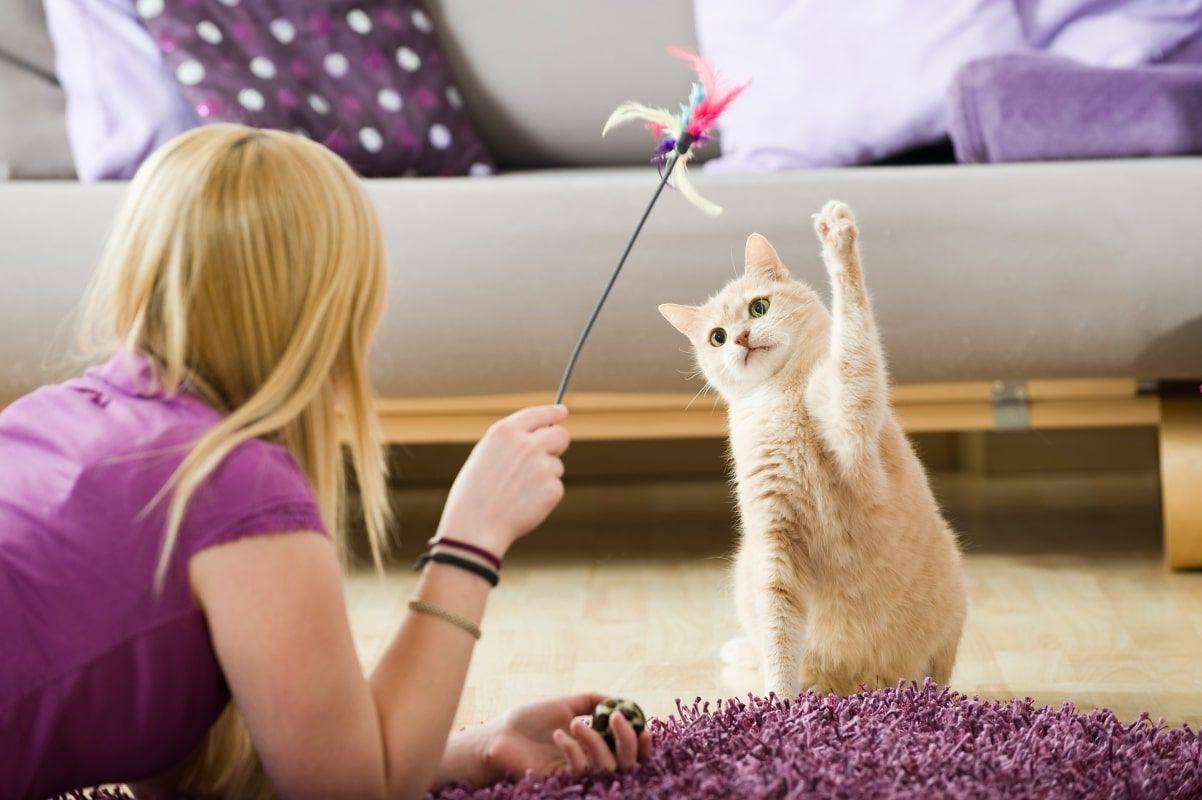 gry dla kota kobieta bawi się z kotem