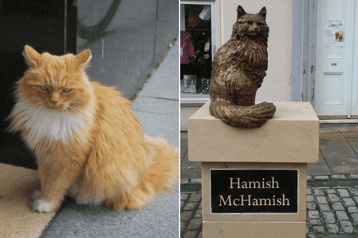 hamish the cat