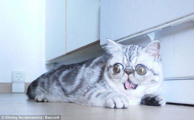 kot dużymi oczami