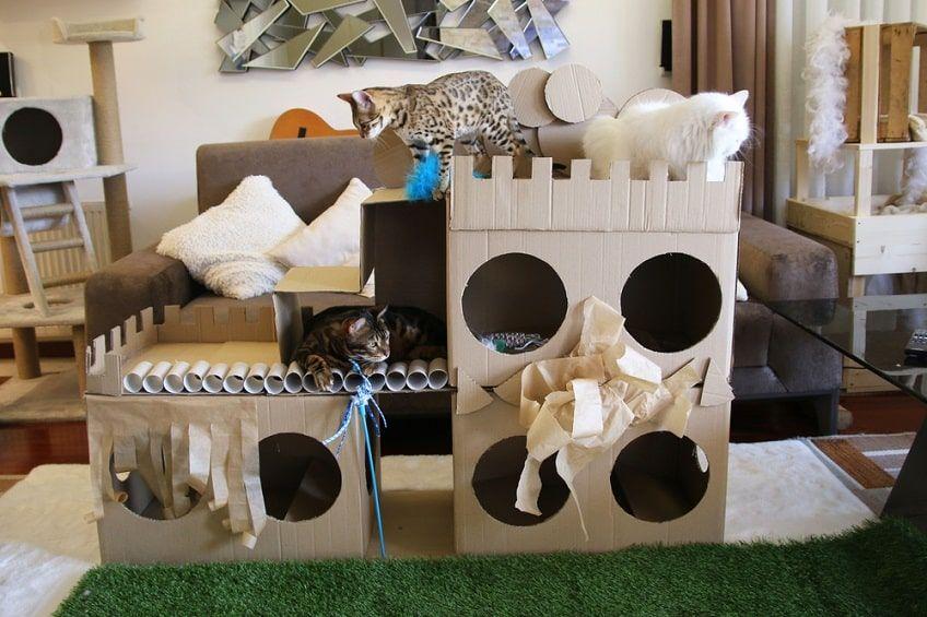 hotelik dla kotów