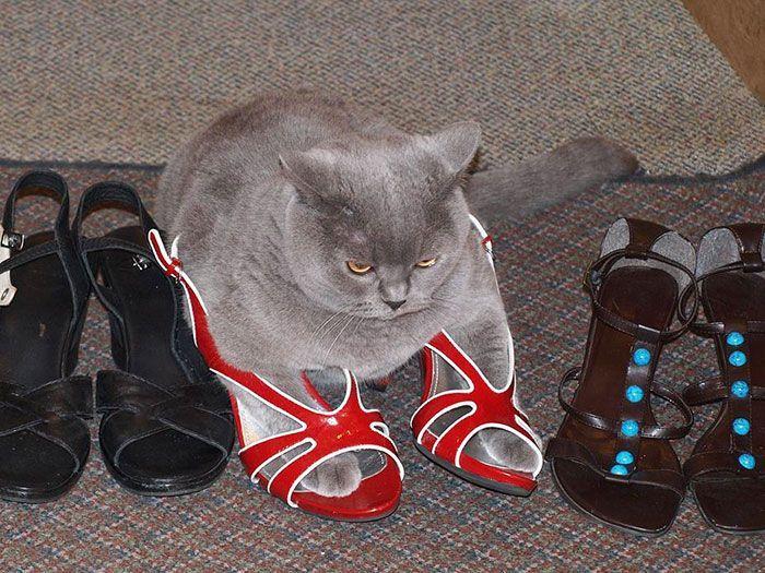 kot w butach