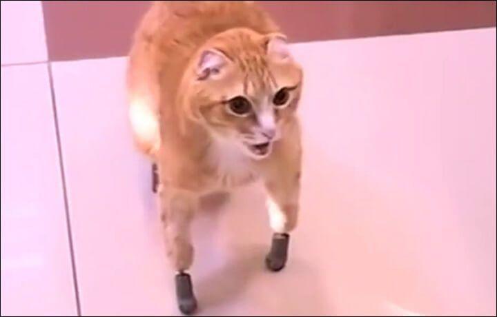 tytanowe protezy dla kota