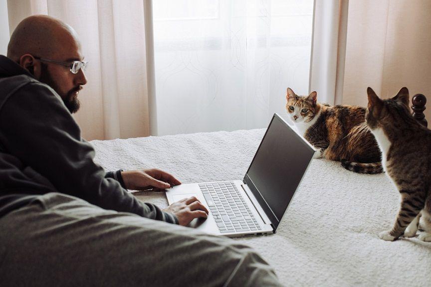 Dlaczego koty kochają informatyków? Dziś możesz się przekonać!