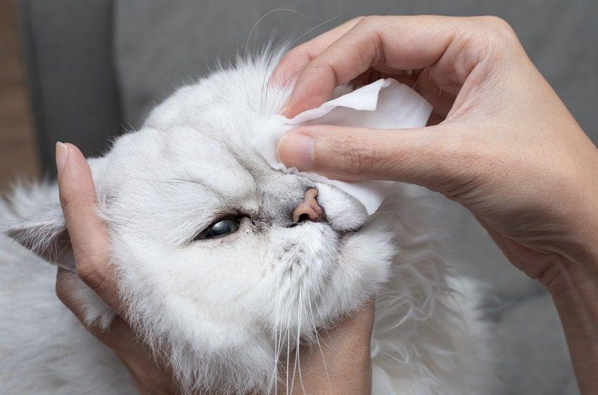 jak dbać o kocie oczy